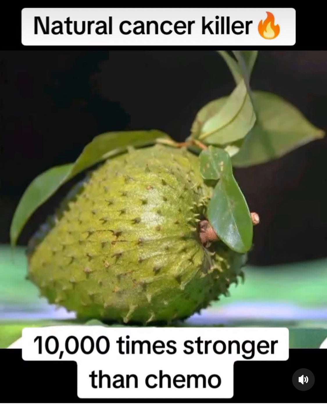 Soursop Local Atlanta PICKUP (GUANABANA)