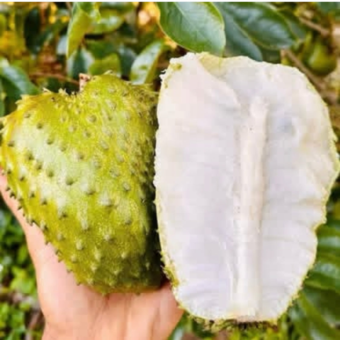 Soursop USA Shipping (GUANABANA)